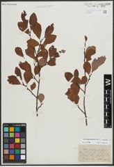 Foto von Salix appendiculata Vill. x Salix aurita L.